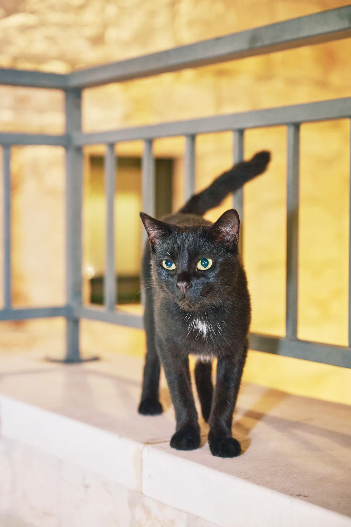 The estate’s black cat on the terrace railing