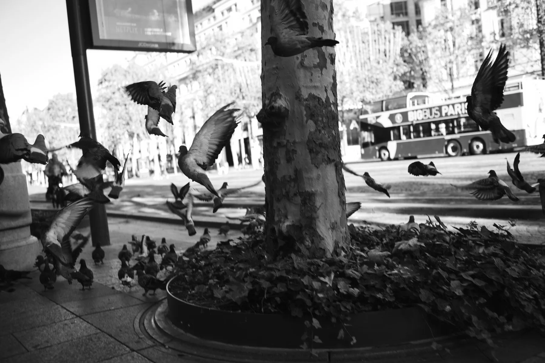 Piccioni in volo intorno a un albero sul viale